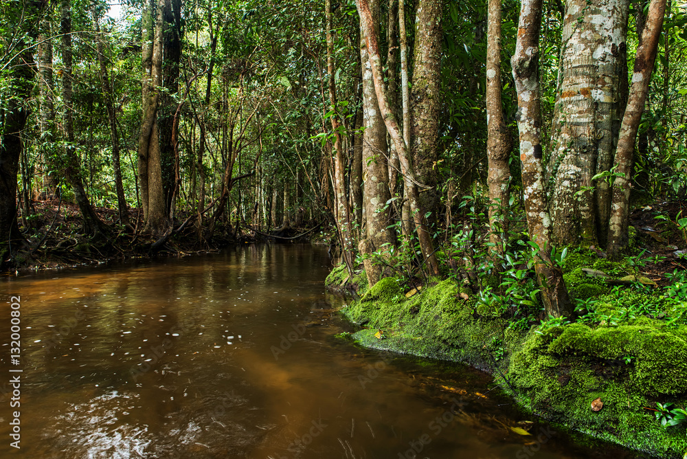 Obraz premium Evergreen forest and river stream flowing slowly