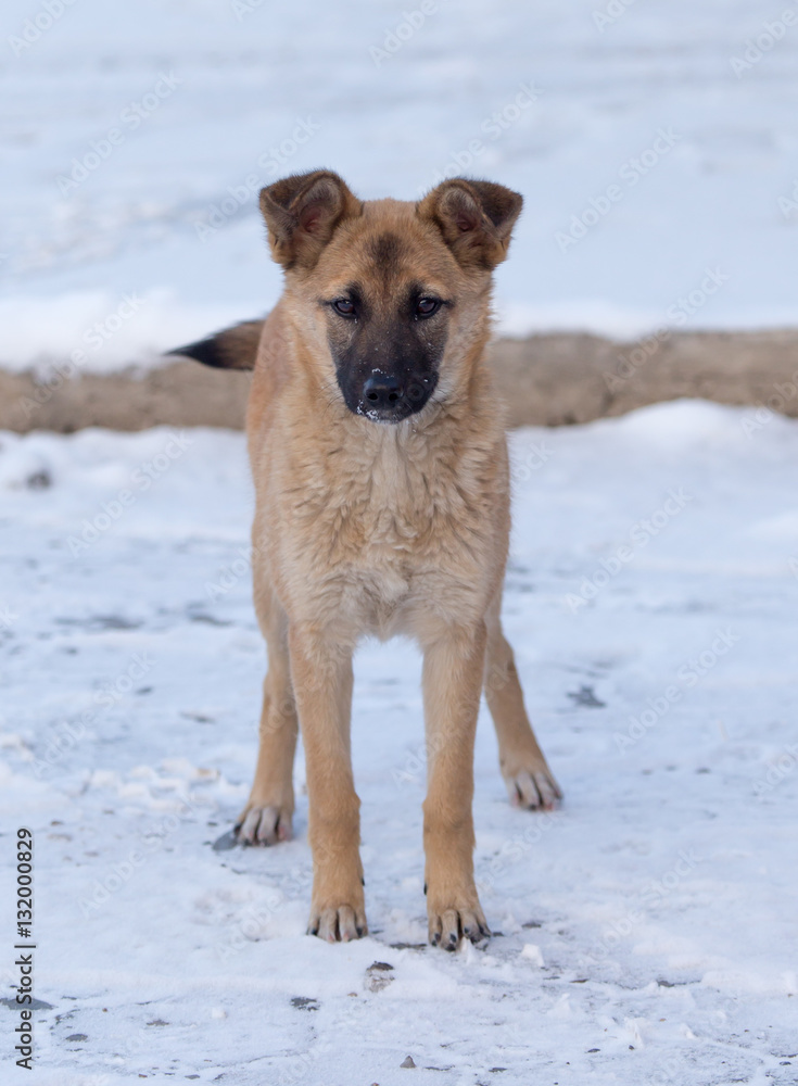 Naklejka premium Dog in the snow in the winter