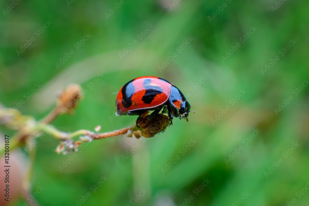 Fototapeta premium ladybug on dry flower