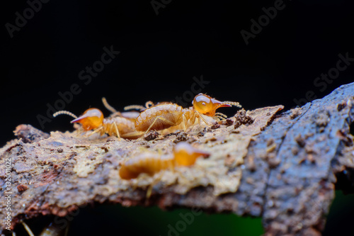Close up termites on wood
