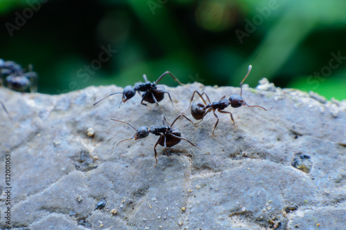 black ants on cement © ashophoto
