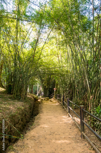 walkway through tunnel of bamboo tree forest in si dit waterfall,phetchabun,thailand