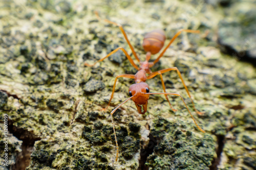 Small red ants on wood