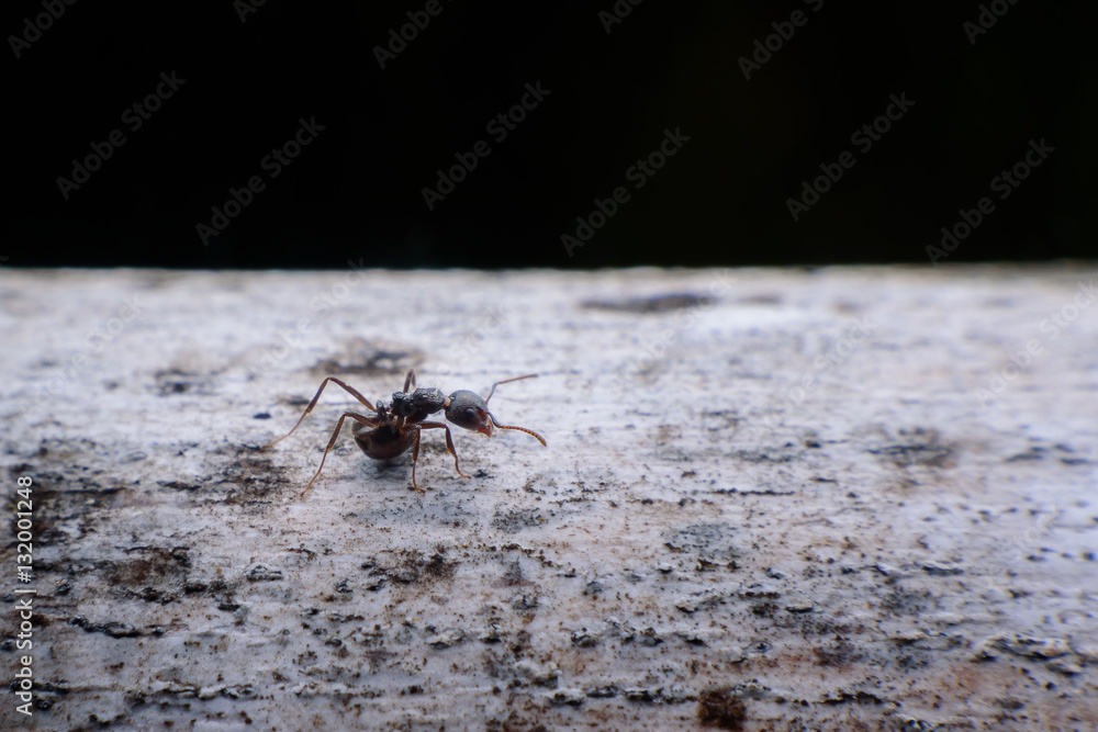 black ants on wood black ants on wood