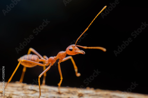  Small red ants on wood