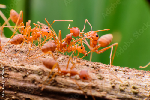  Small red ants on wood