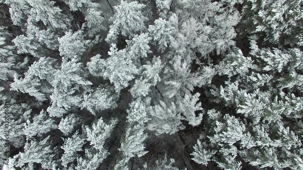 Aerial Vertical Of Woods In Winter Aerial Vertical Of Woods In Winter
