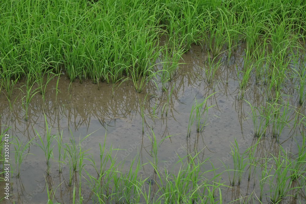 Rice field young green with blue sky, landscape picture in Thailand. Rice field young green with blue sky, landscape picture in Thailand.
