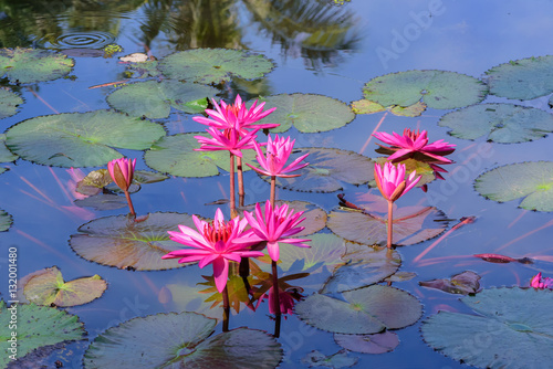  Lotus pink beautiful in river garden