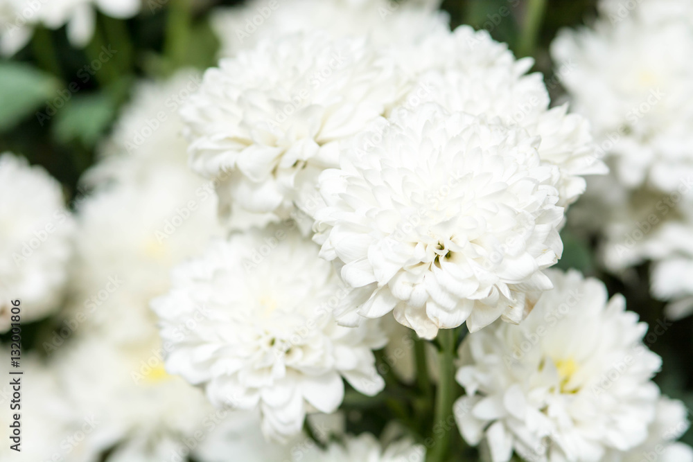 white chrysanthemum