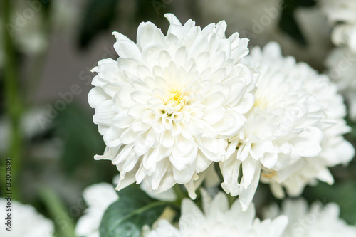 white chrysanthemum