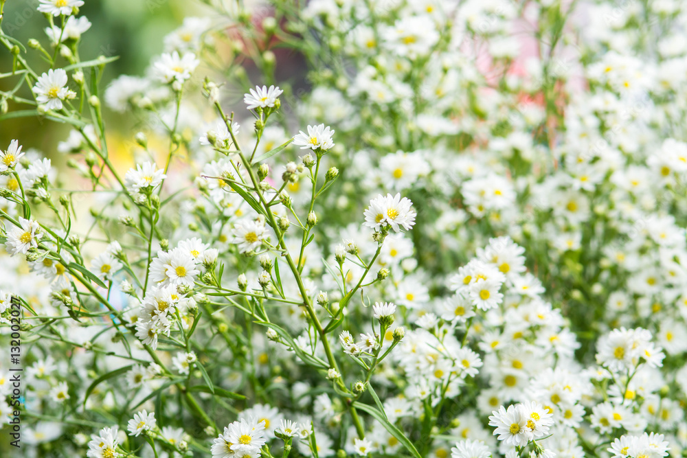 White Flower gypsophila on colorful background White Flower gypsophila on colorful background
