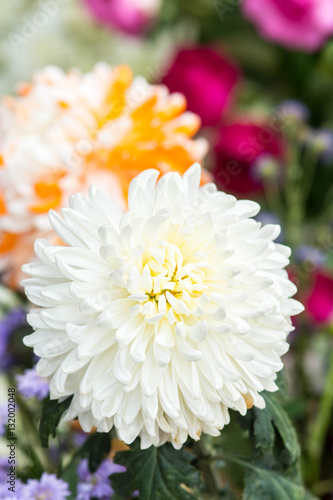closeup white chrysanthemum flower