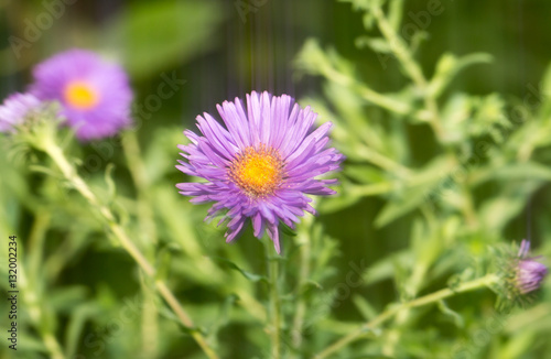 purple flower in nature