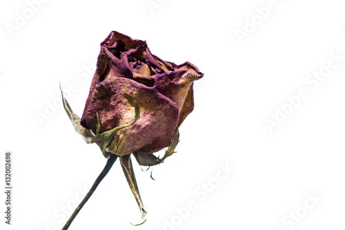 dry roses