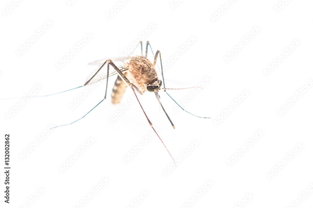 mosquito mosquito