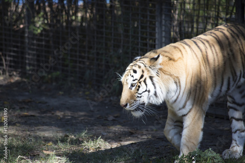 Fototapeta Naklejka Na Ścianę i Meble -  Bengal Tiger