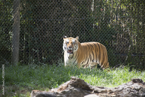 Fototapeta Naklejka Na Ścianę i Meble -  Bengal Tiger