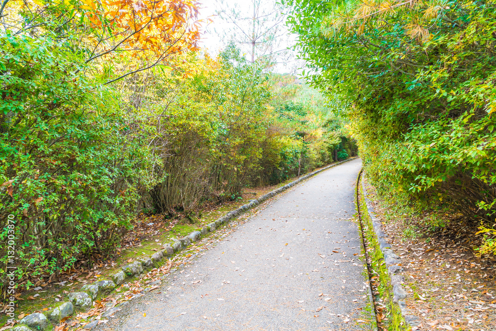 Fototapeta premium Walk Way with Red maple leaves blooming at Arashiyama