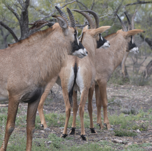 Roan antelope herd