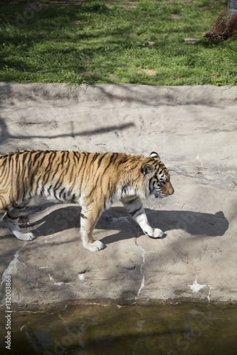 Fototapeta Naklejka Na Ścianę i Meble -  Bengal Tiger