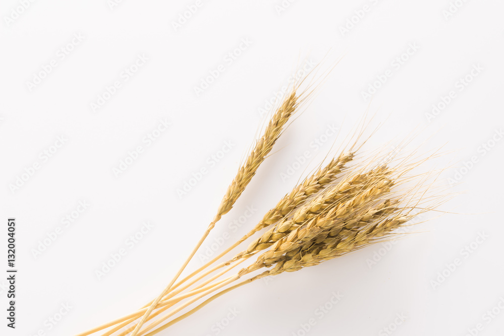 小麦 小麦