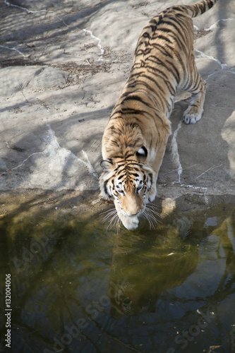 Fototapeta Naklejka Na Ścianę i Meble -  Bengal Tiger