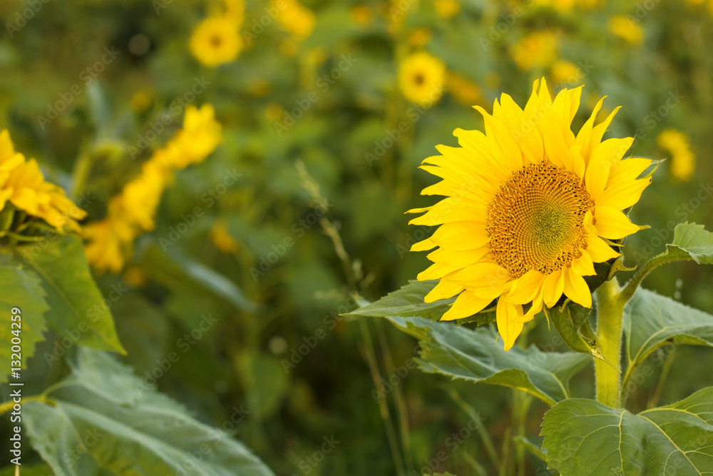 Fototapeta premium Sunflowers Field./Sunflowers Field 