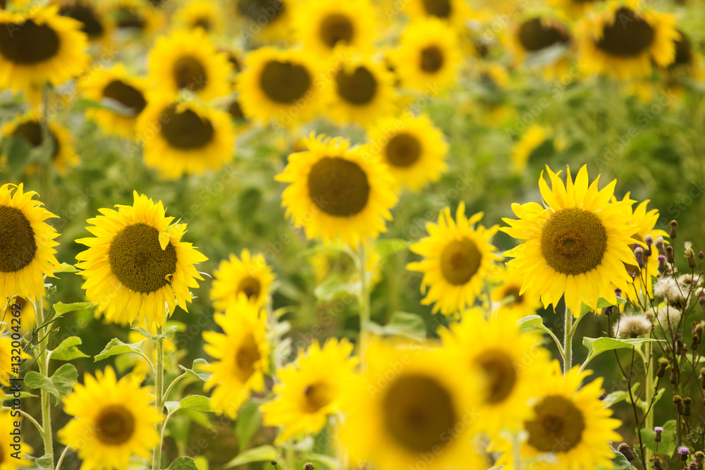 Obraz premium Sunflowers Field./Sunflowers Field 