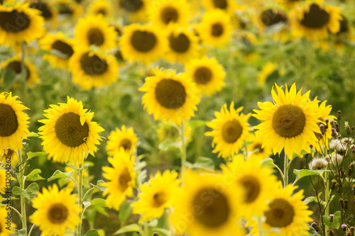 Sunflowers Field. Sunflowers Field 