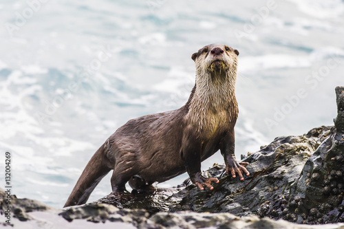 Cape clawless otter on rock by sea, Eastern Cape, South Africa