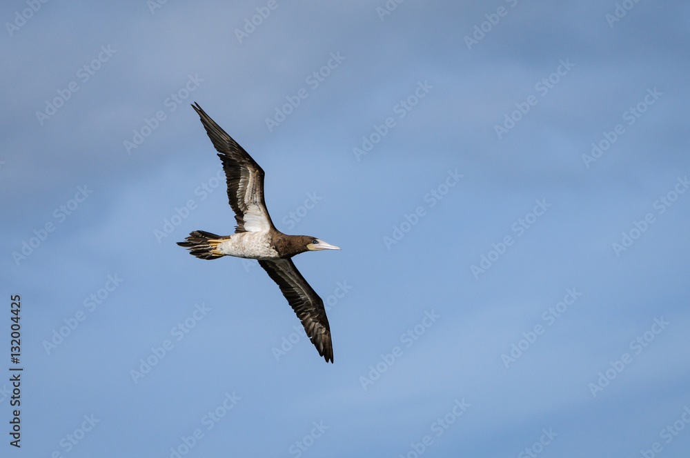 Brown Booby in Flight