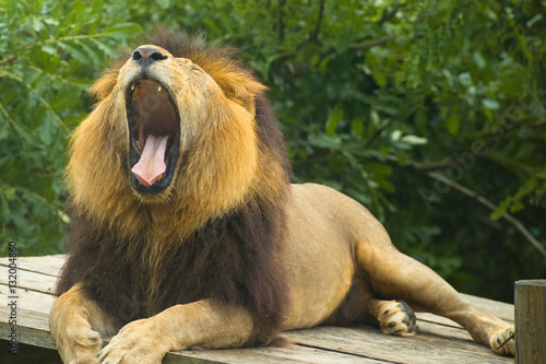 One lion yawning