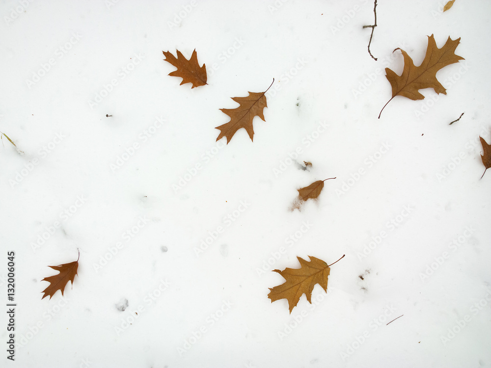 Oak leaf on the snow. Oak leaf on the snow.