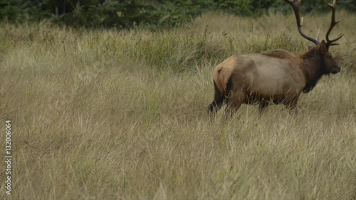 Roosevelt Bull Elk Cervus canadensis roosevelti Prairie Creek Redwoods State Park Humboldt County California photo