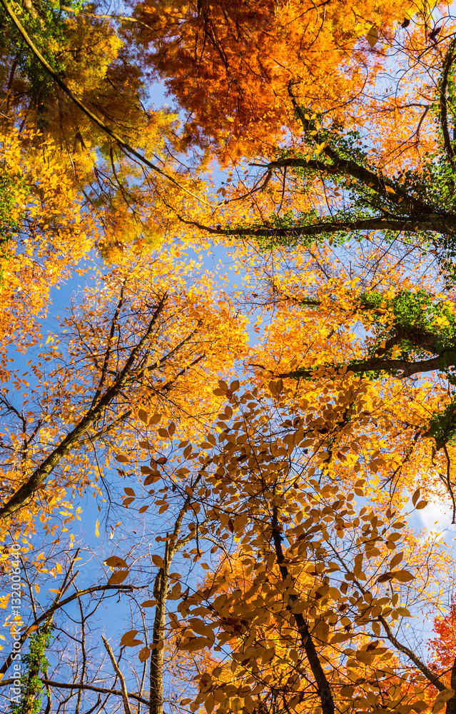 Vibrant autumn colors on a sunny day in the forest Vibrant autumn colors on a sunny day in the forest