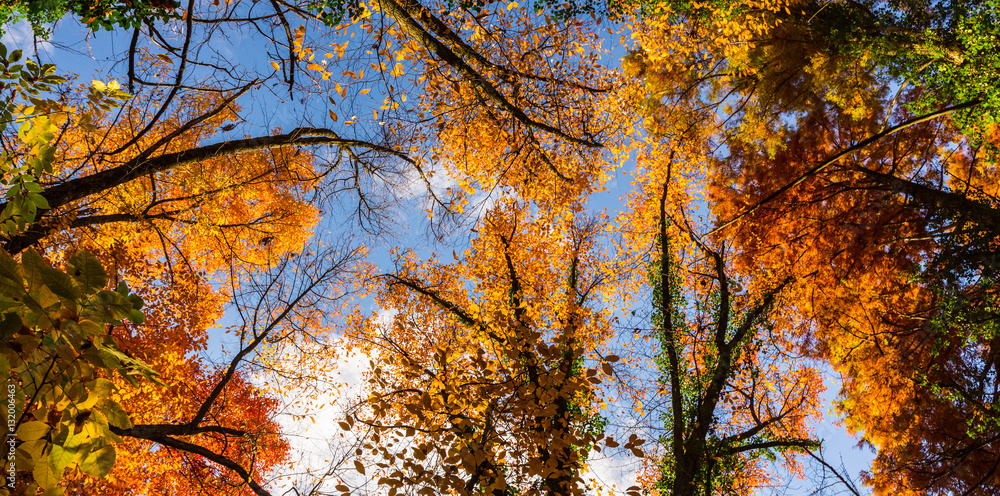 Vibrant autumn colors on a sunny day in the forest