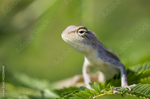 Image of chameleon on nature background.