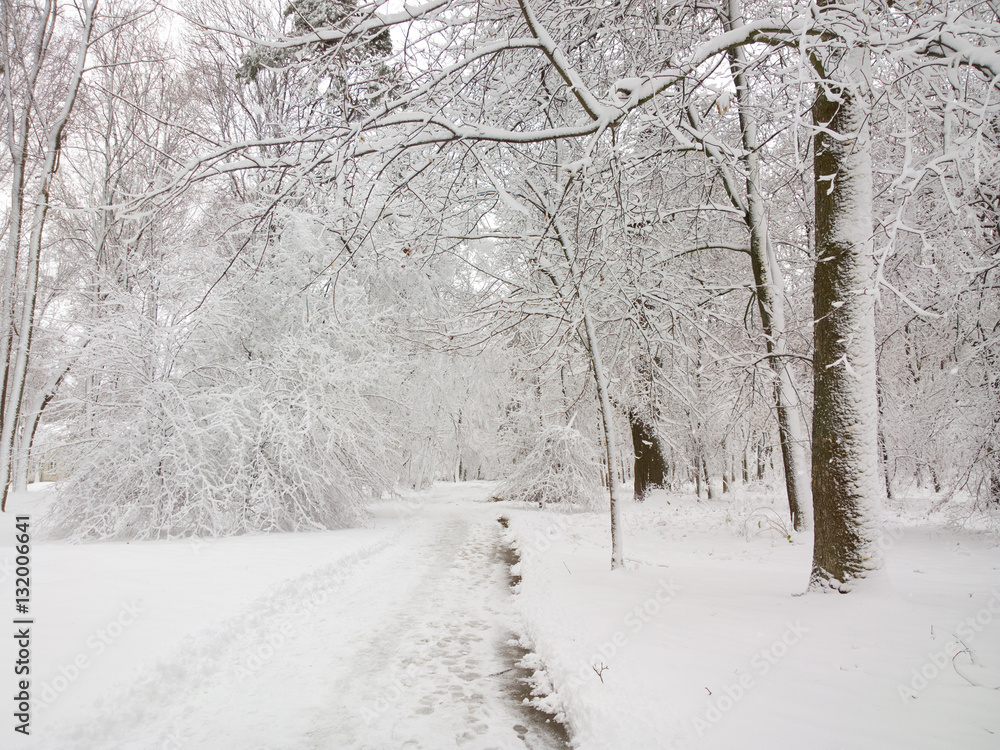 Winter in forest.