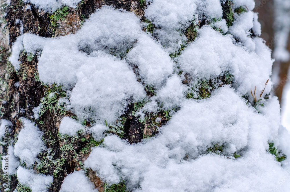the bark of the tree with snow background