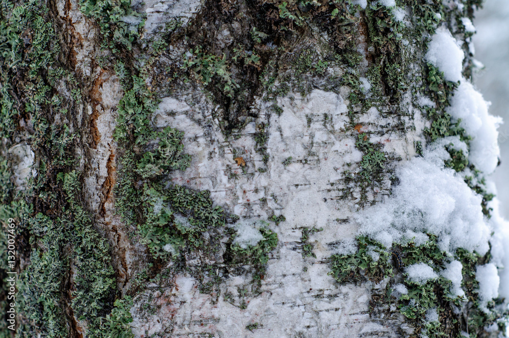 the bark of the tree with snow background the bark of the tree with snow background