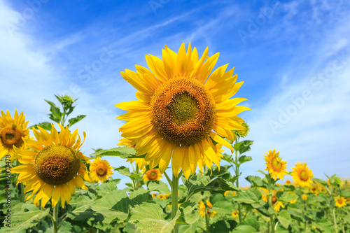 Beautiful sunflower and blue sky background