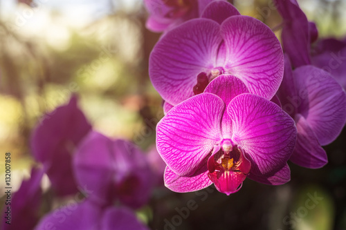 Beautiful orchid in public garden