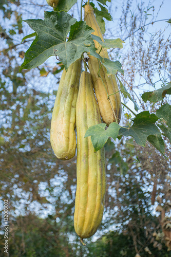 zucchini