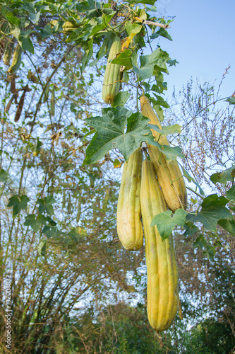 zucchini