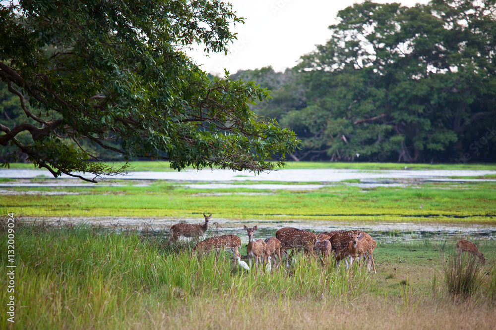 Obraz premium Spotted deer