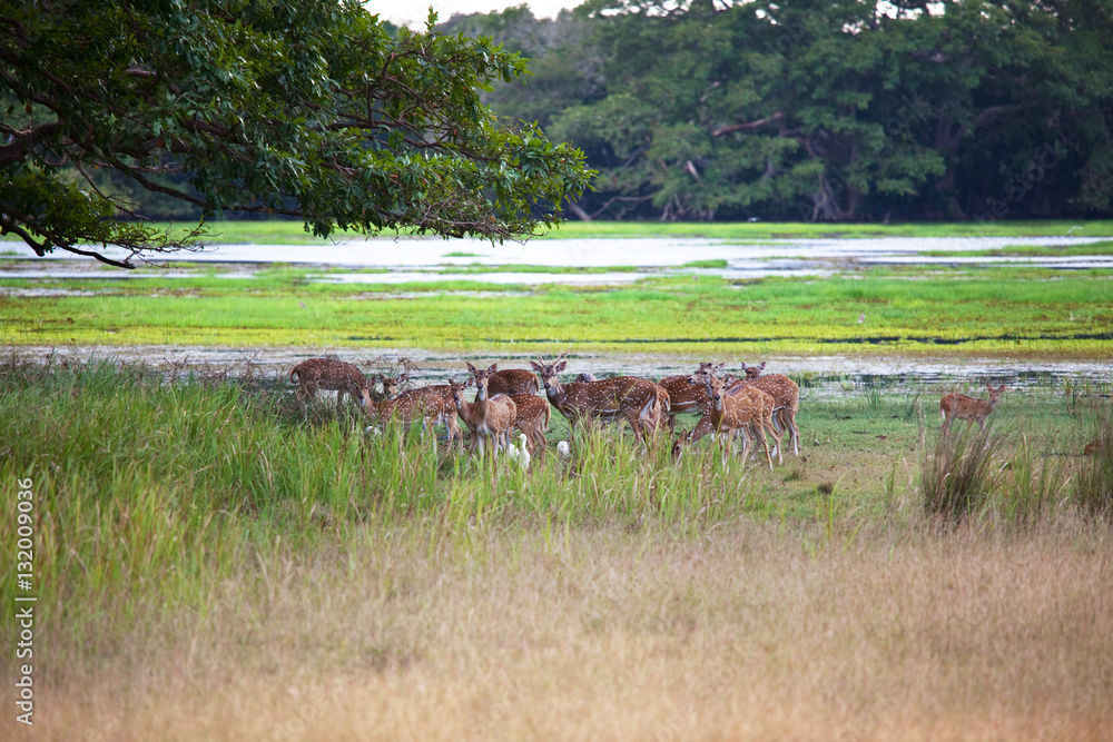 Fototapeta premium Spotted deer
