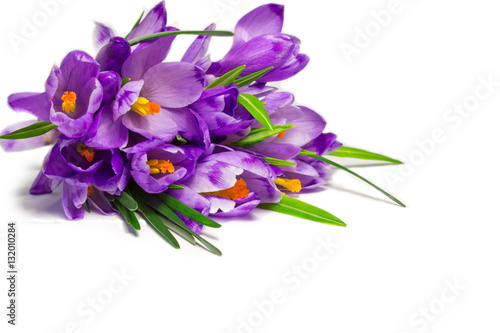 spring flowers greeting card crocus