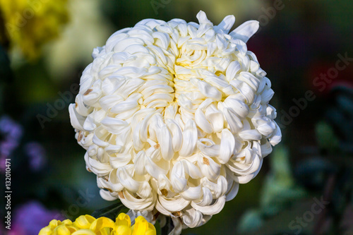 big white chrysanthemum flower grow in the field
