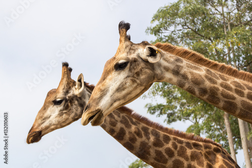the giraffe head close up in  the zoo